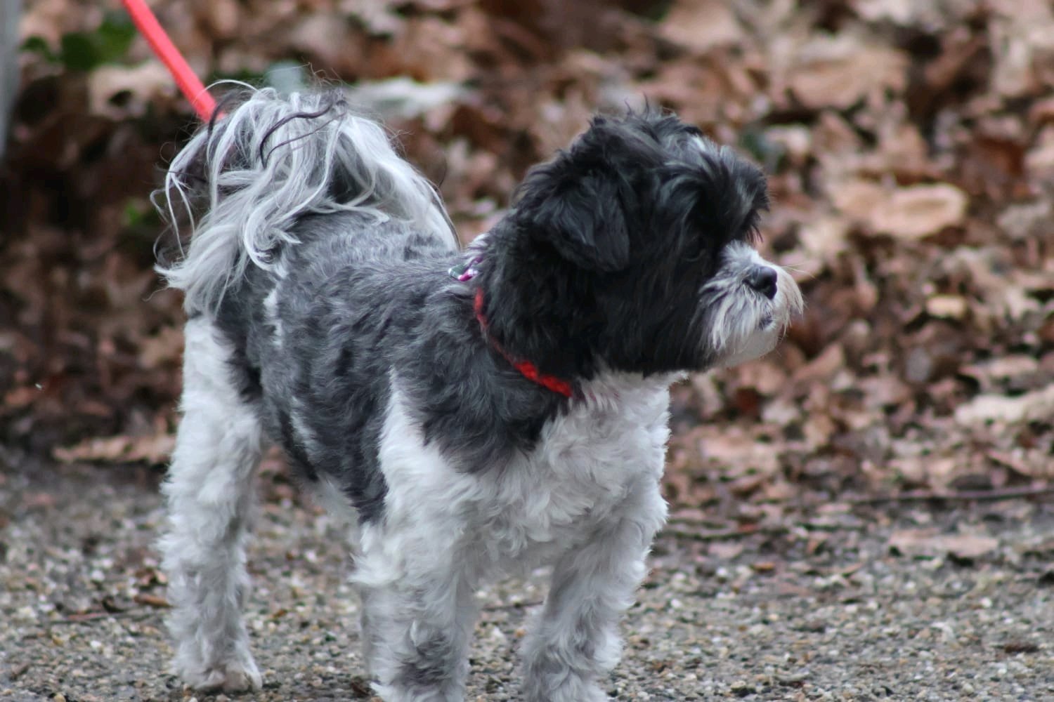 Ninke, pet sitter in Voorburg, photo 5