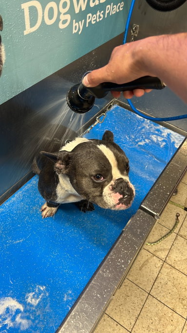 Leonardo, pet sitter in 's-Gravenhage, photo 4