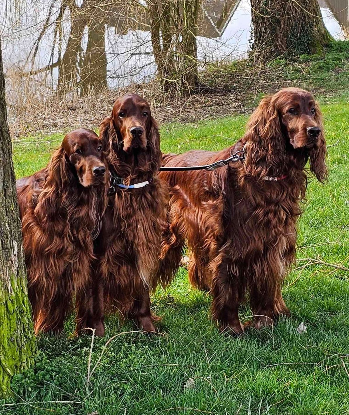 Brenda, pet sitter in oosterwolde, photo 2