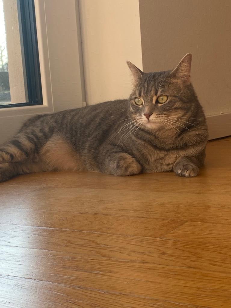 Greta, Tiersitter in Potsdam, Foto 1