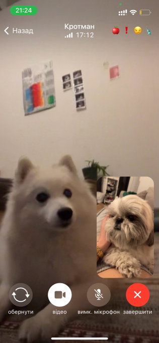 Odarka (Daria), pet sitter in Amsterdam, photo 4