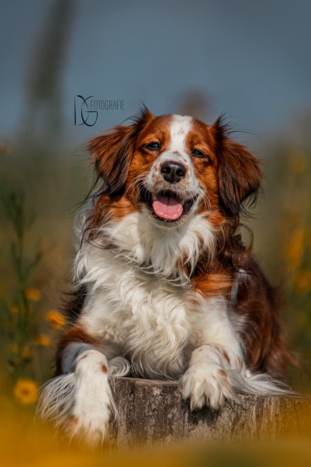 Janna, pet sitter in Maastricht, photo 5