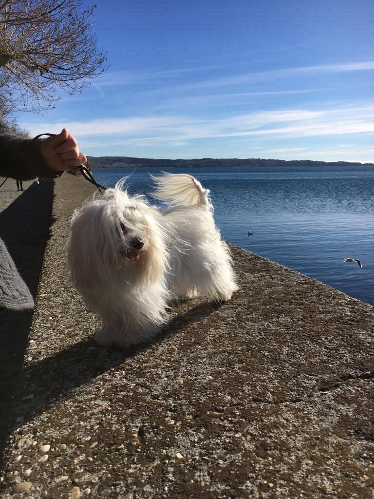 Eleonora, pet sitter in 's-Gravenhage, photo 5