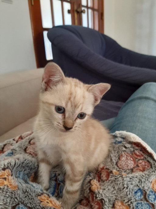 Marcos, pet sitter in Amsterdam, photo 1