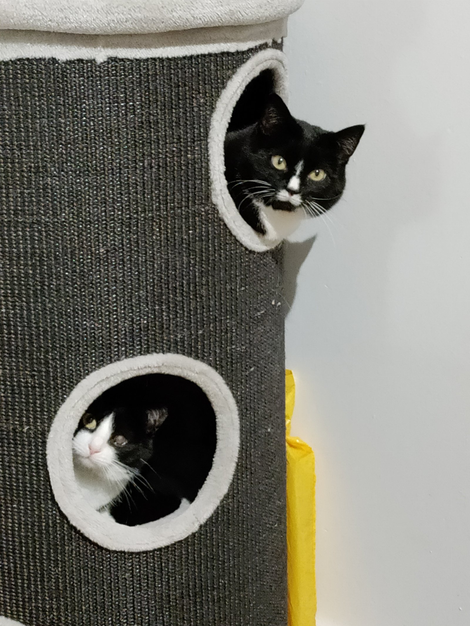 Michaela, pet sitter in Berkel-Enschot, photo 1