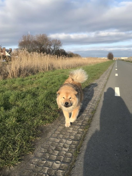 Arenda, pet sitter in Leimuiden, photo 1