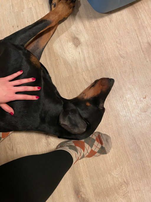 Yushan, pet sitter in Delft, photo 4