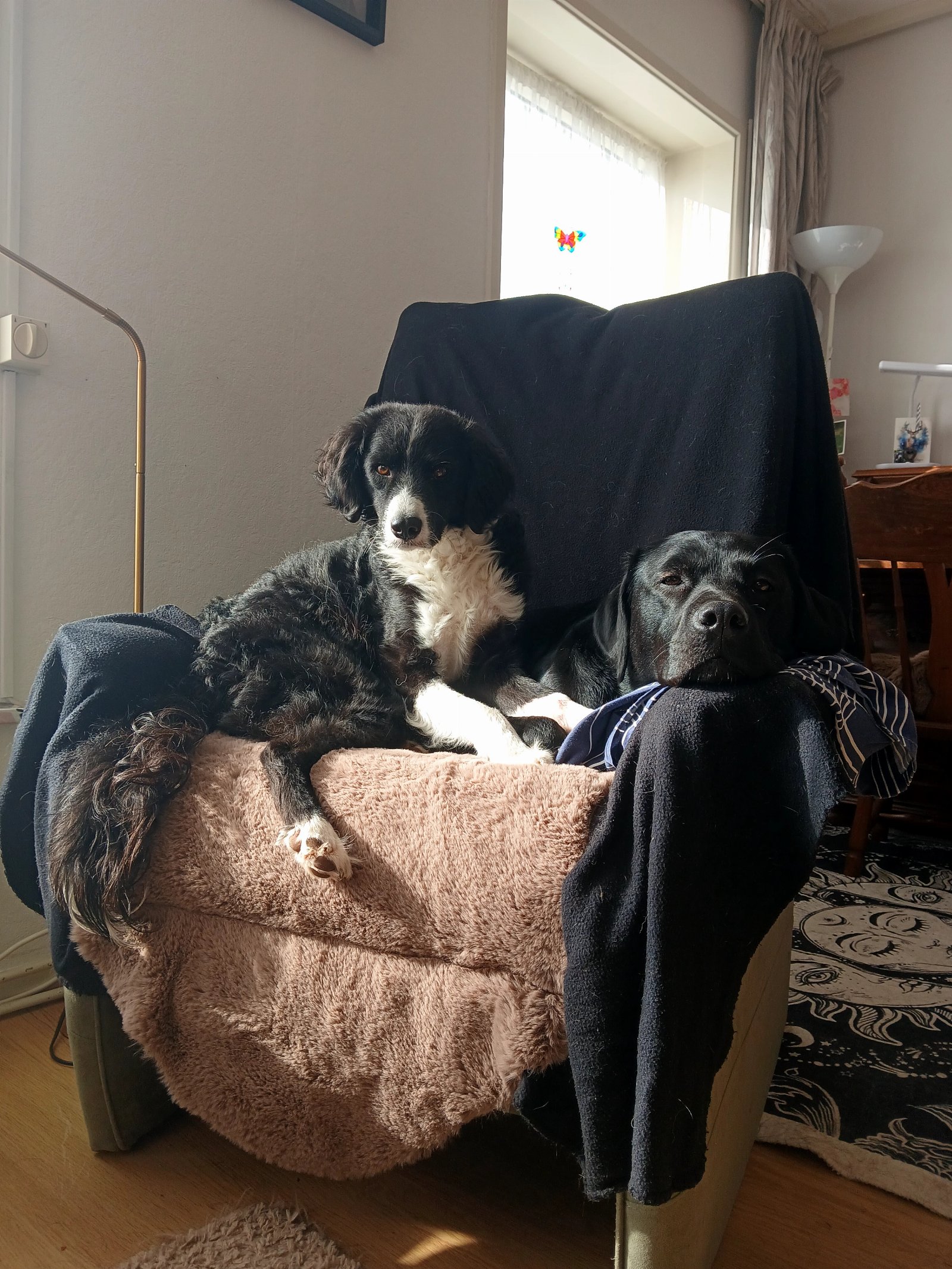 Eva, dierenoppas in Feanwâlden, foto 4