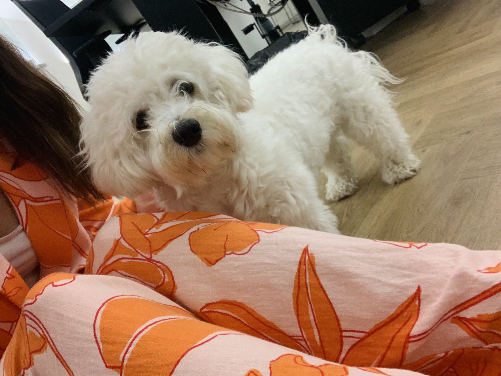 Andrea, pet sitter in Dordrecht, photo 3