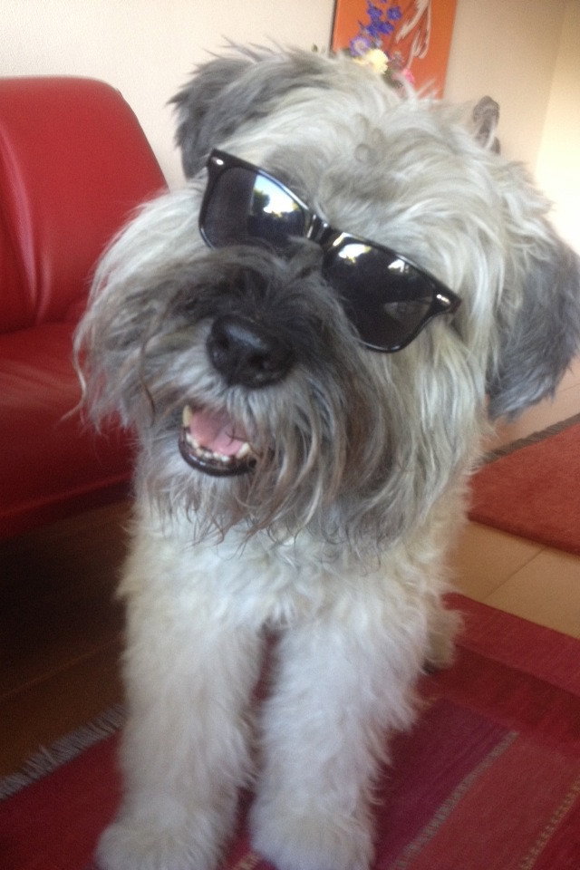 Marissa, pet sitter in Hoofddorp, photo 5