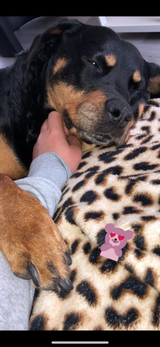 selma, pet sitter in Amsterdam, photo 4