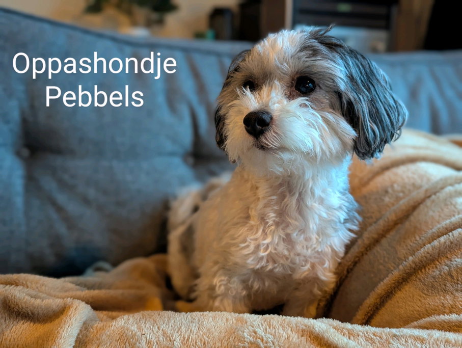 Remco, pet sitter in Krimpen aan den IJssel, photo 5