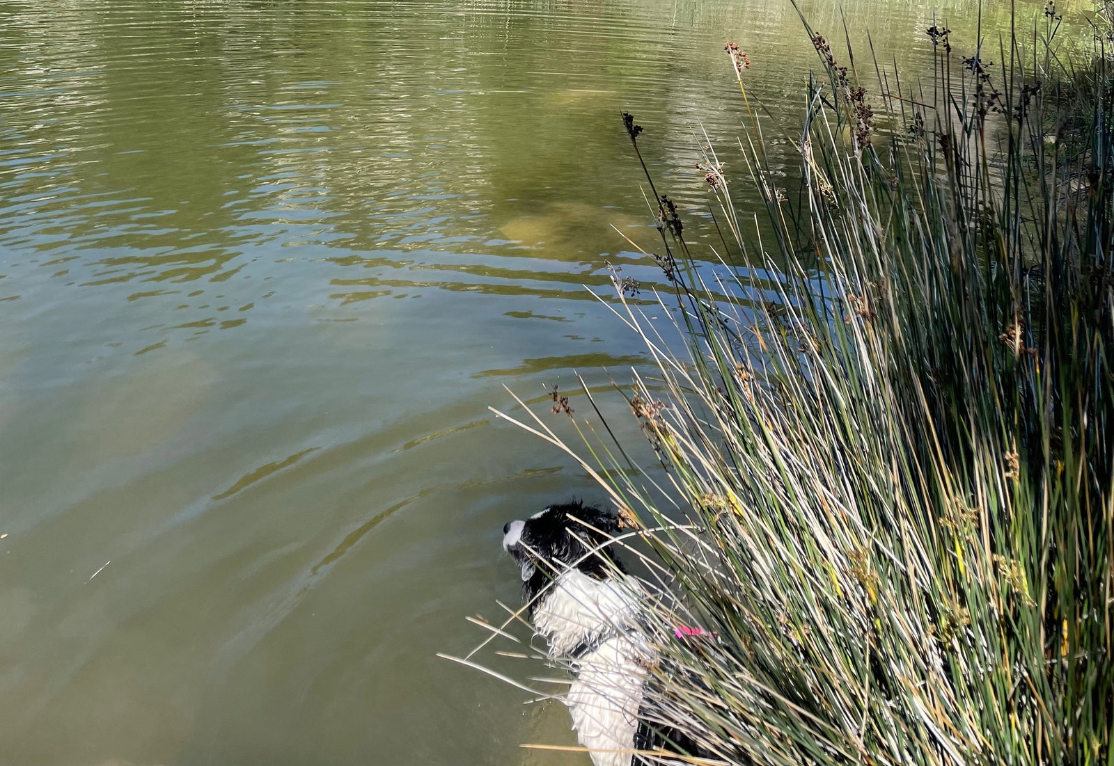Wang, pet sitter in Bennebroek, photo 1