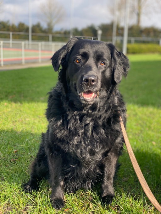 Floor en Thomas, pet sitter in Heiloo, photo 4