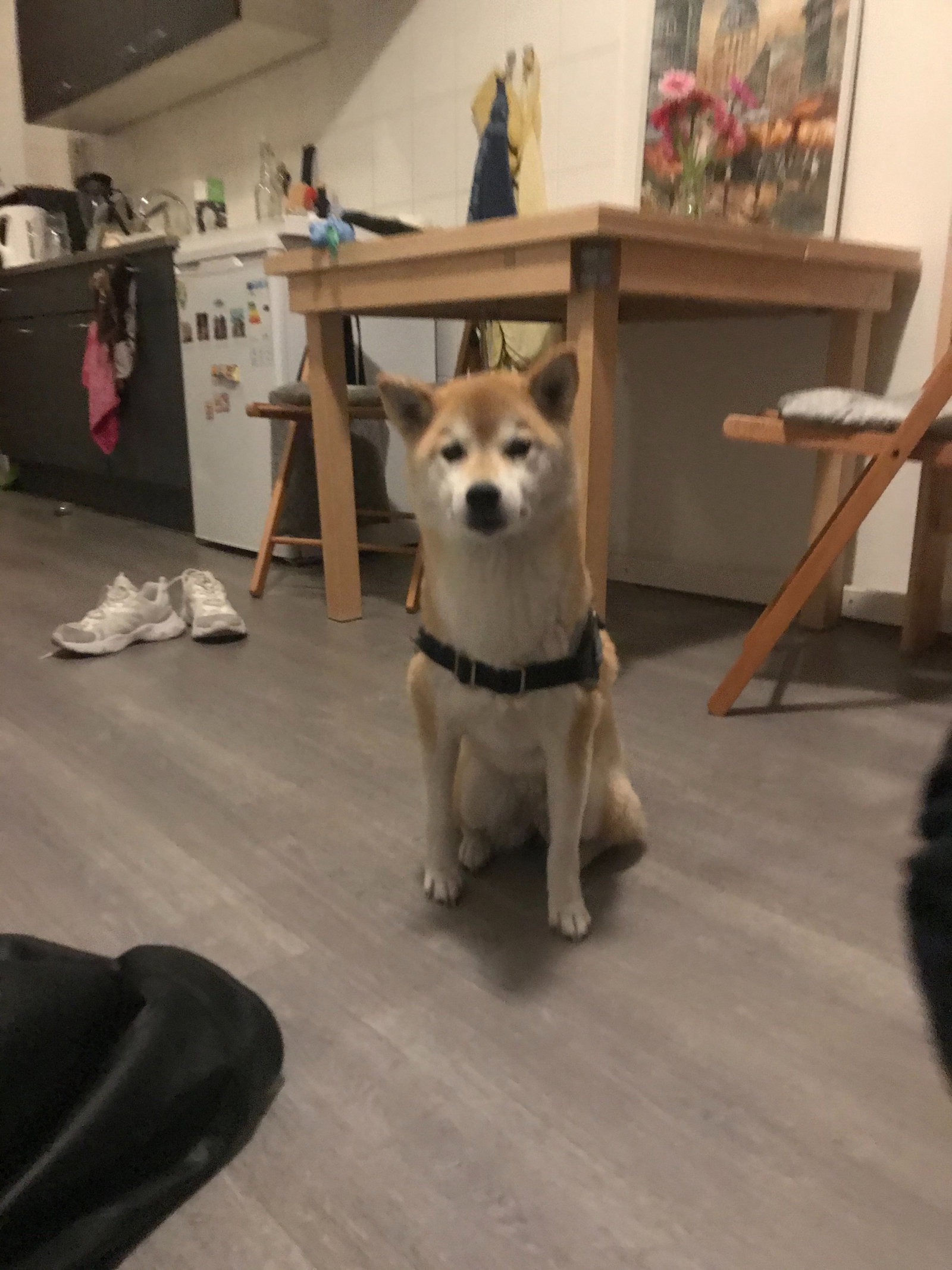 Mich, pet sitter in Amsterdam, photo 2