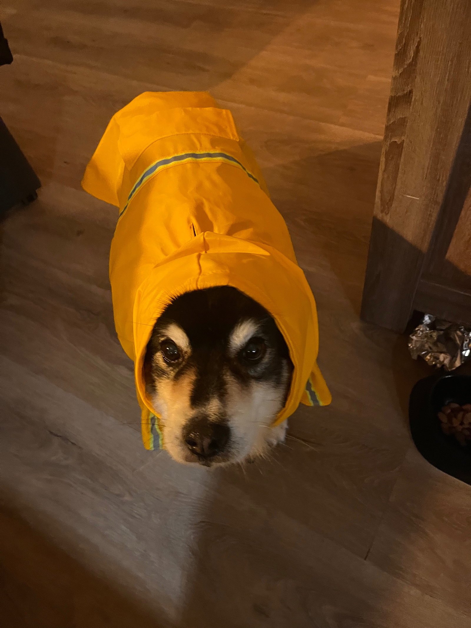Emmy, pet sitter in Dronten, photo 3