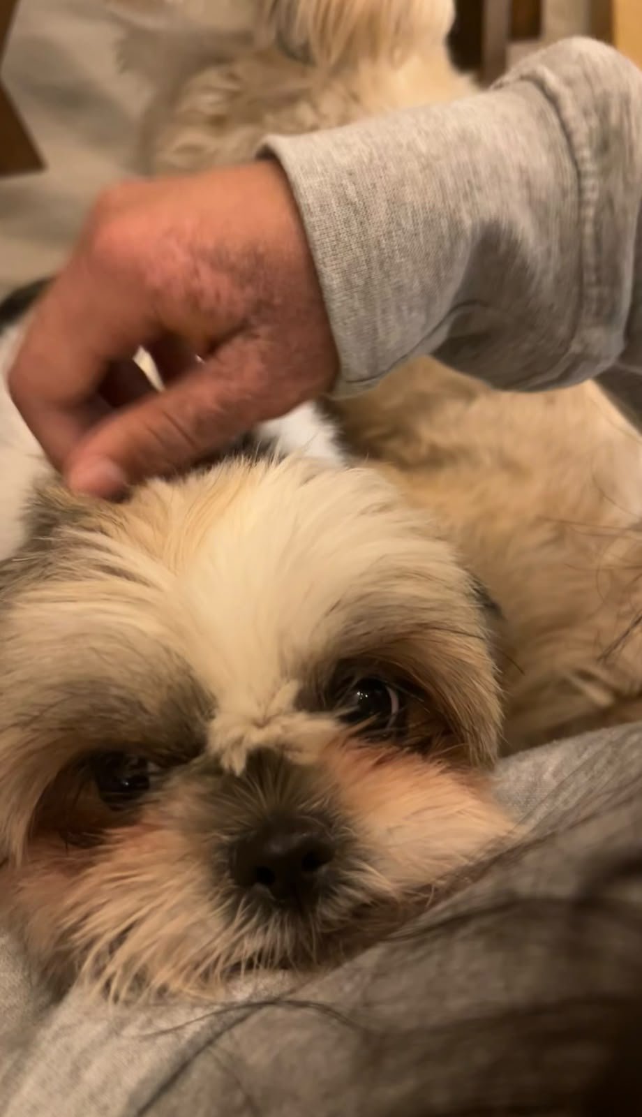 Sherlyn, pet sitter in Diemen, photo 5