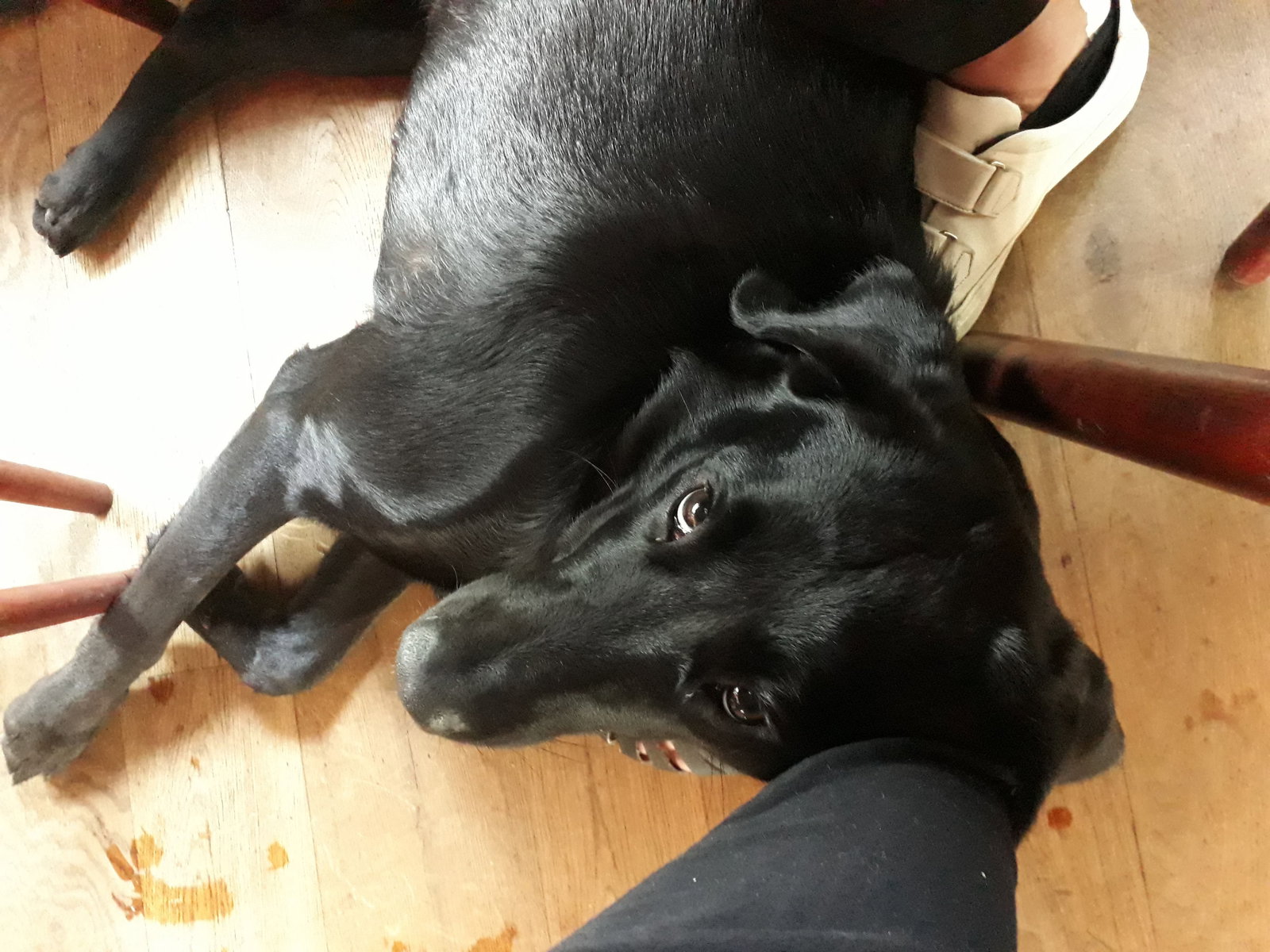 Sasha, pet sitter in Amsterdam, photo 1