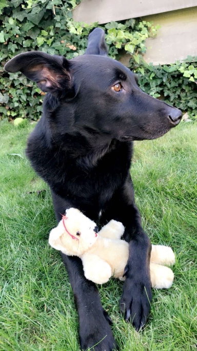 Elena, pet sitter in Groningen, photo 3