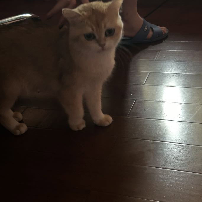 Kai, pet sitter in Amsterdam, photo 2
