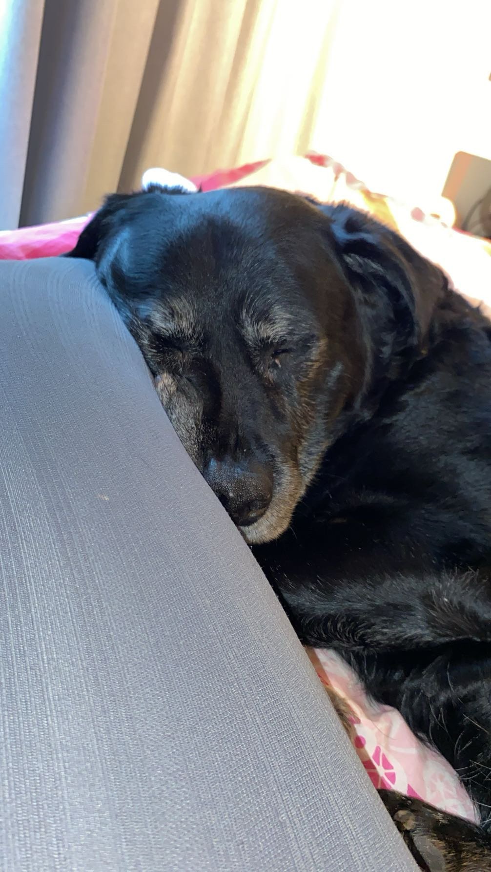 Lisa, pet sitter in Velserbroek, photo 3