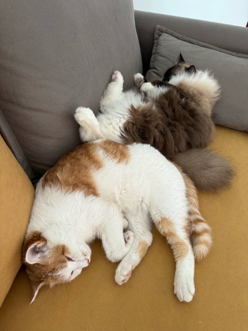 hanyun, pet sitter in Zaandam, photo 2