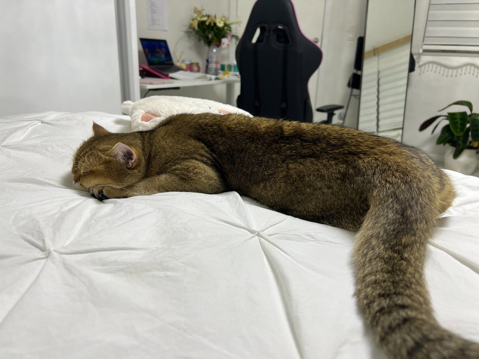 Gülistan, pet sitter in Zele, photo 1