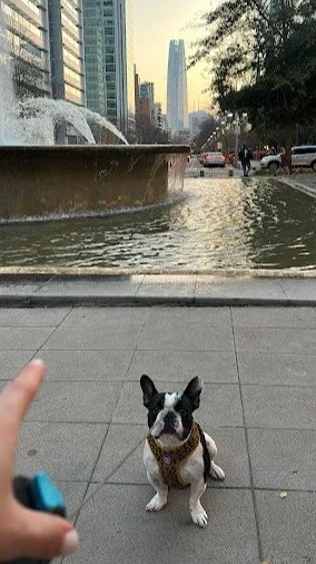 Romina, Tiersitter in nürnberg, Foto 5