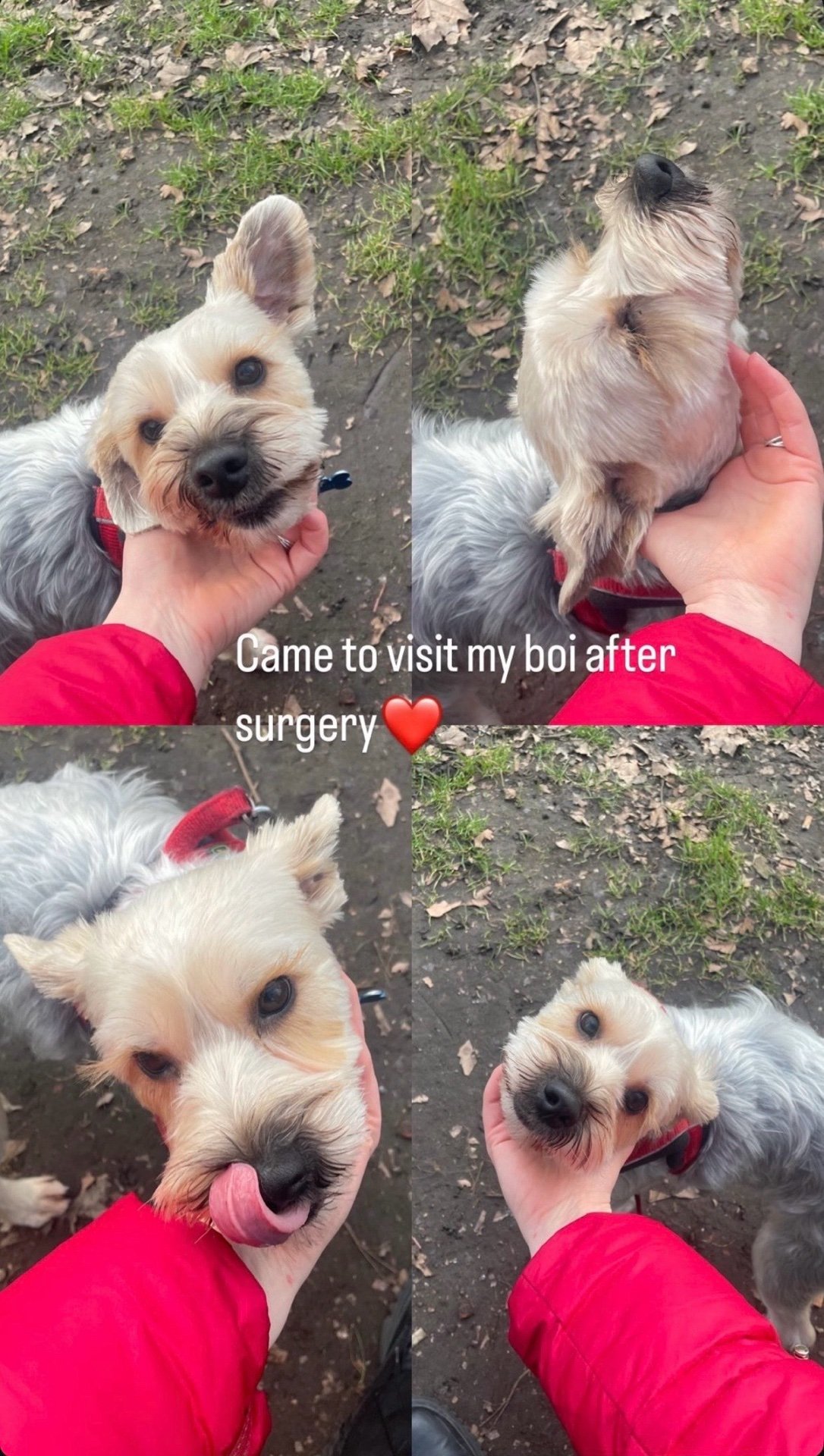 Renata, pet sitter in Amsterdam, photo 5