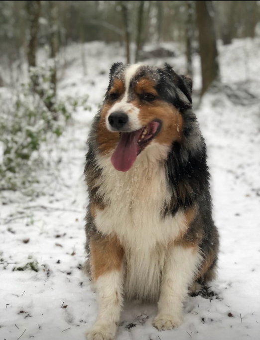Laetitia, pet sitter in Amsterdam, photo 2