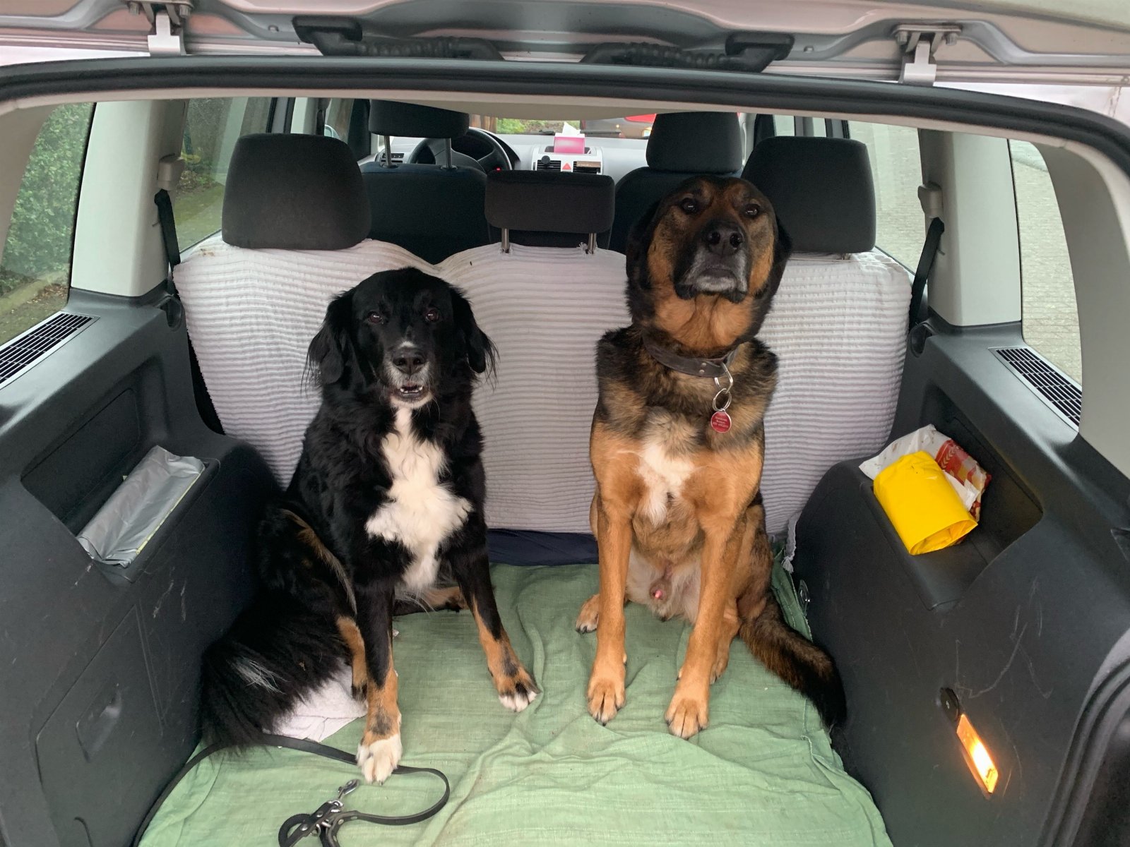 Simone, pet sitter in Bussum, photo 1
