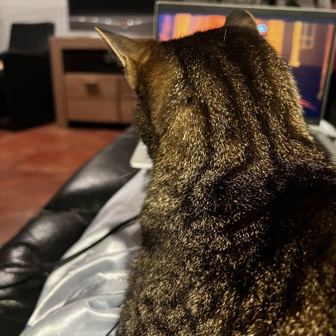 Sterre, pet sitter in 's-Gravenhage, photo 4