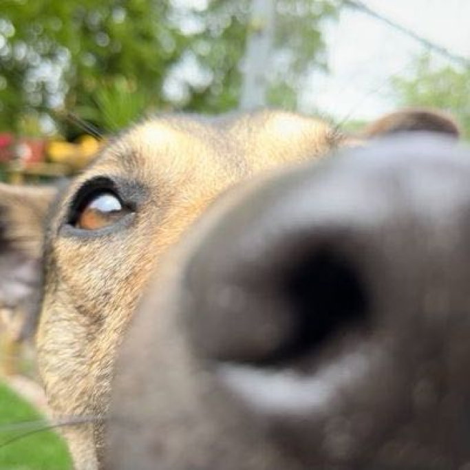 Shannon, pet sitter in hillegom, photo 5