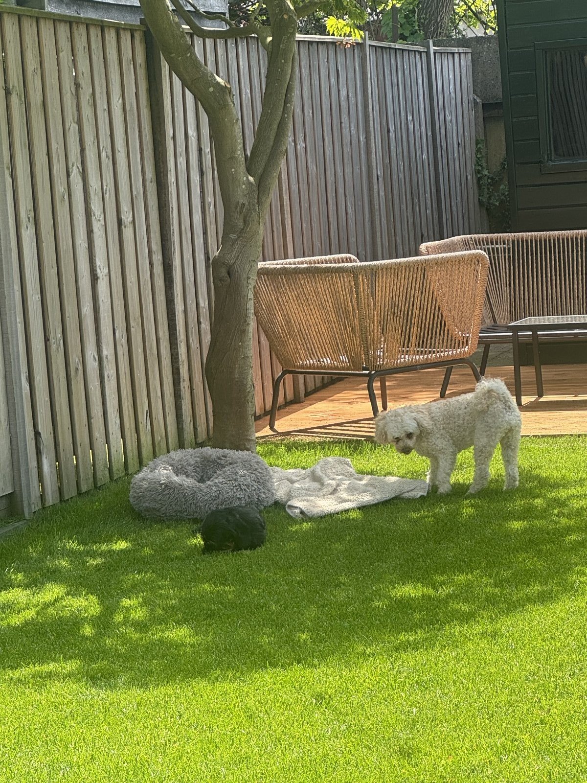 Thijs, pet sitter in Eindhoven, photo 4