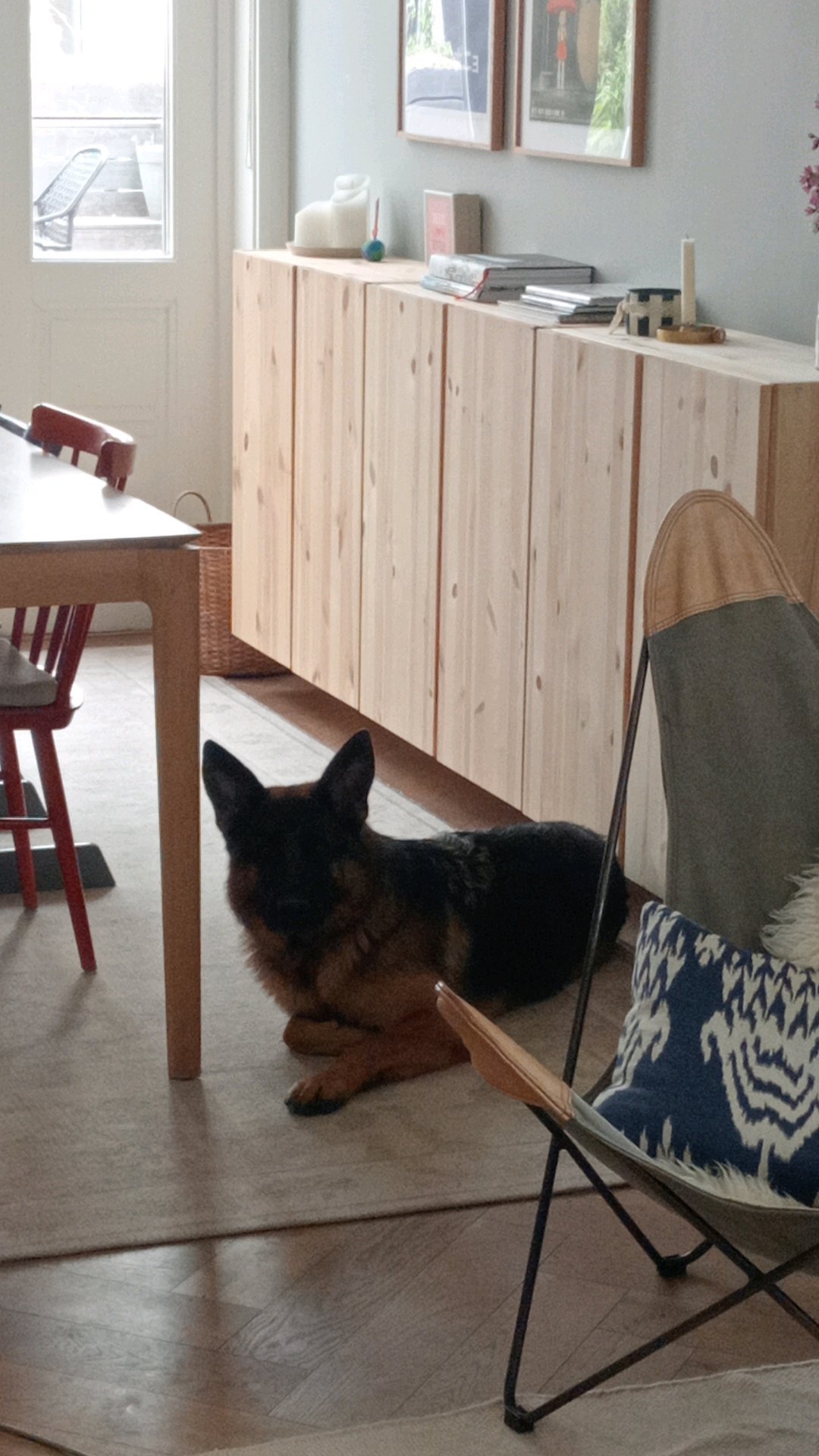 Ninke, pet sitter in Voorburg, photo 3