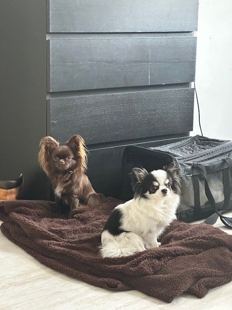 Toya, pet sitter in Hillegom, photo 2
