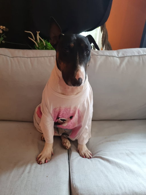 Khannea, pet sitter in Amsterdam, photo 4
