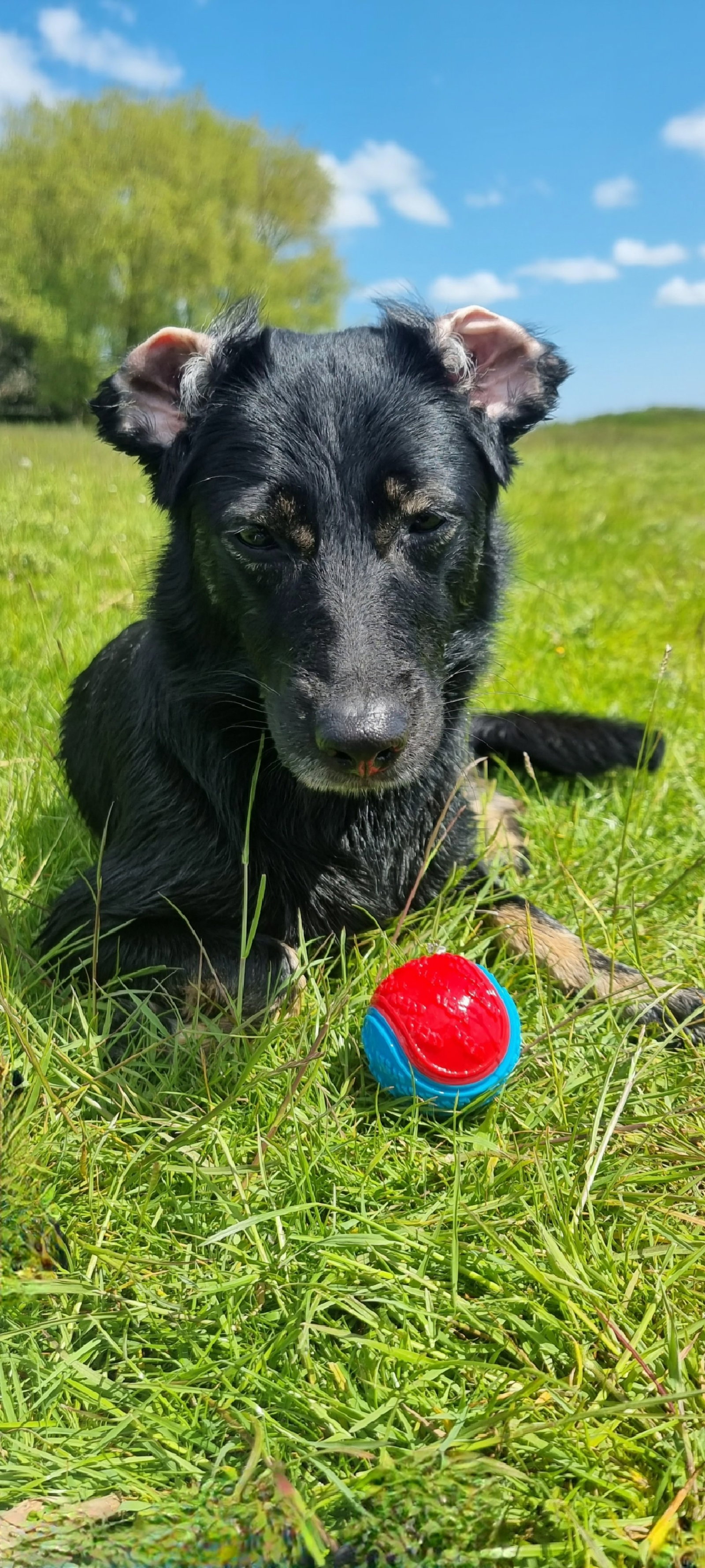 Sandra, pet sitter in Groenlo, photo 4