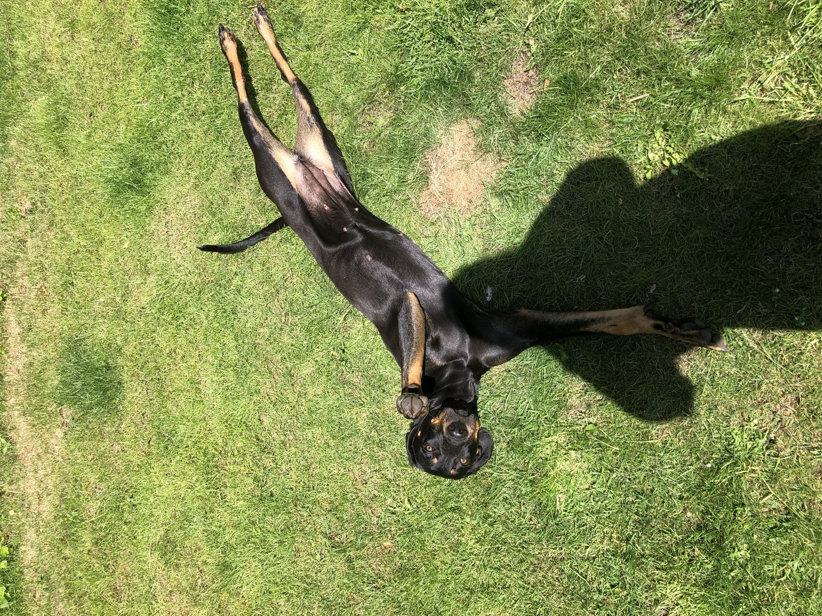 Elisa, pet sitter in Castricum, photo 5