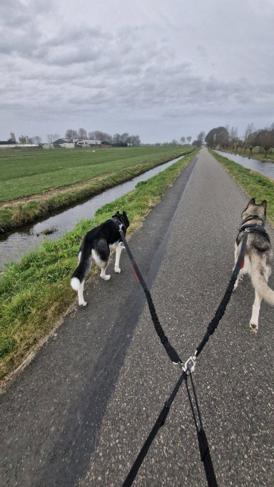 Djeine, pet sitter in Delft, photo 5