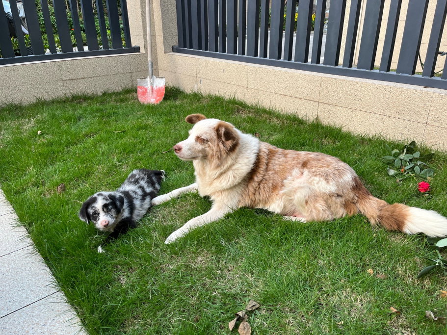 Pengyu, pet sitter in Leiden, photo 4