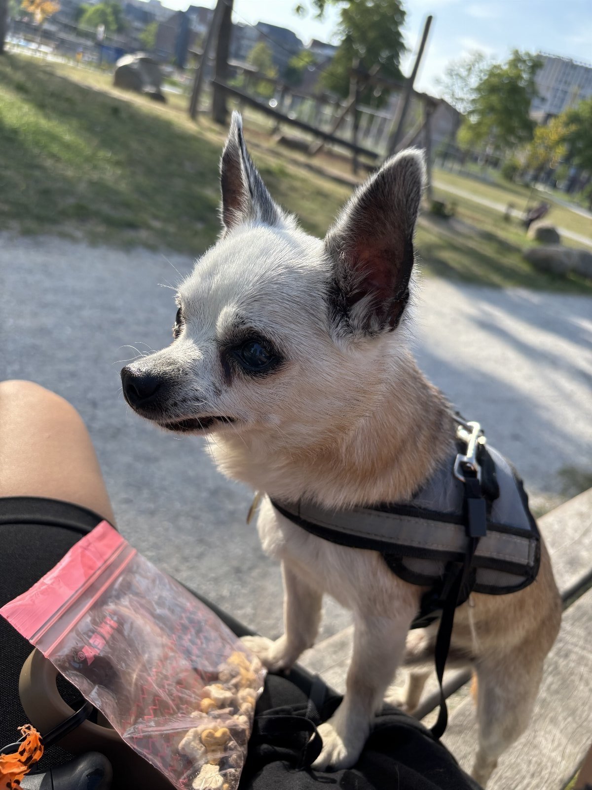 Viviana, pet sitter in Diemen, photo 3