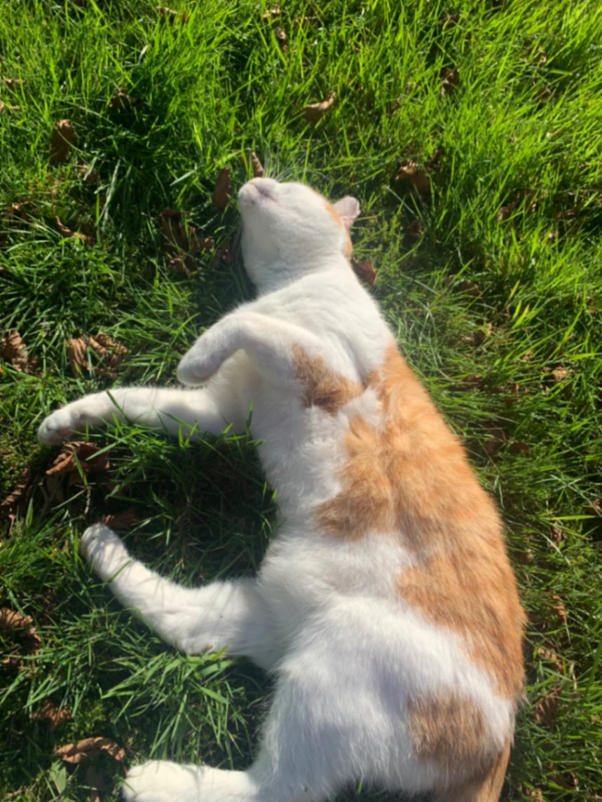 Evi, pet sitter in ureterp, photo 2