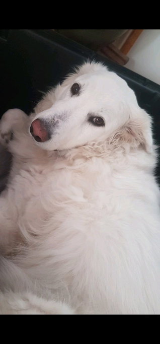 Daniella, pet sitter in Purmerend, photo 4