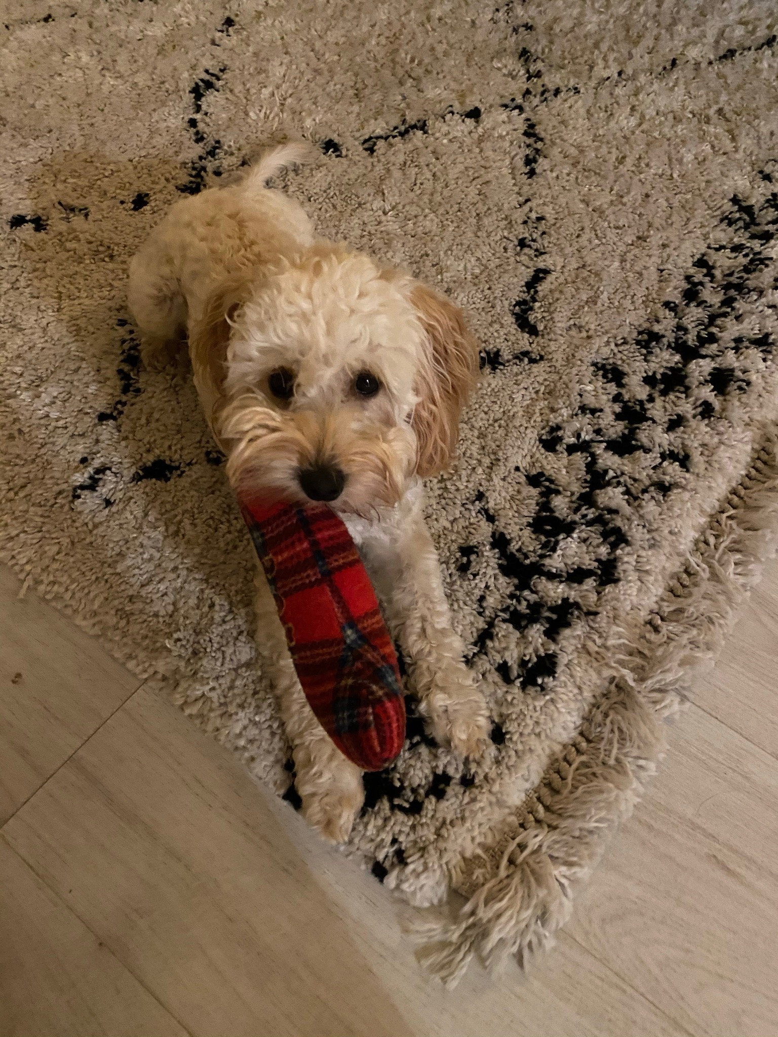 Shamira, pet sitter in Amsterdam, photo 4