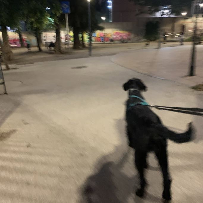 Jack, pet sitter in Amsterdam, photo 2