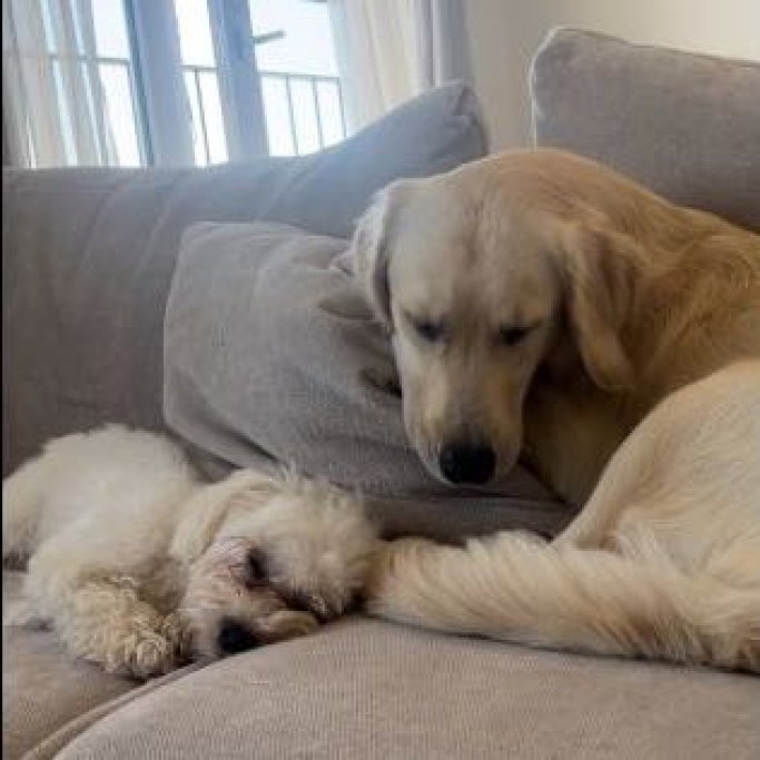 Iza Vie, pet sitter in 's-Gravenhage, photo 3