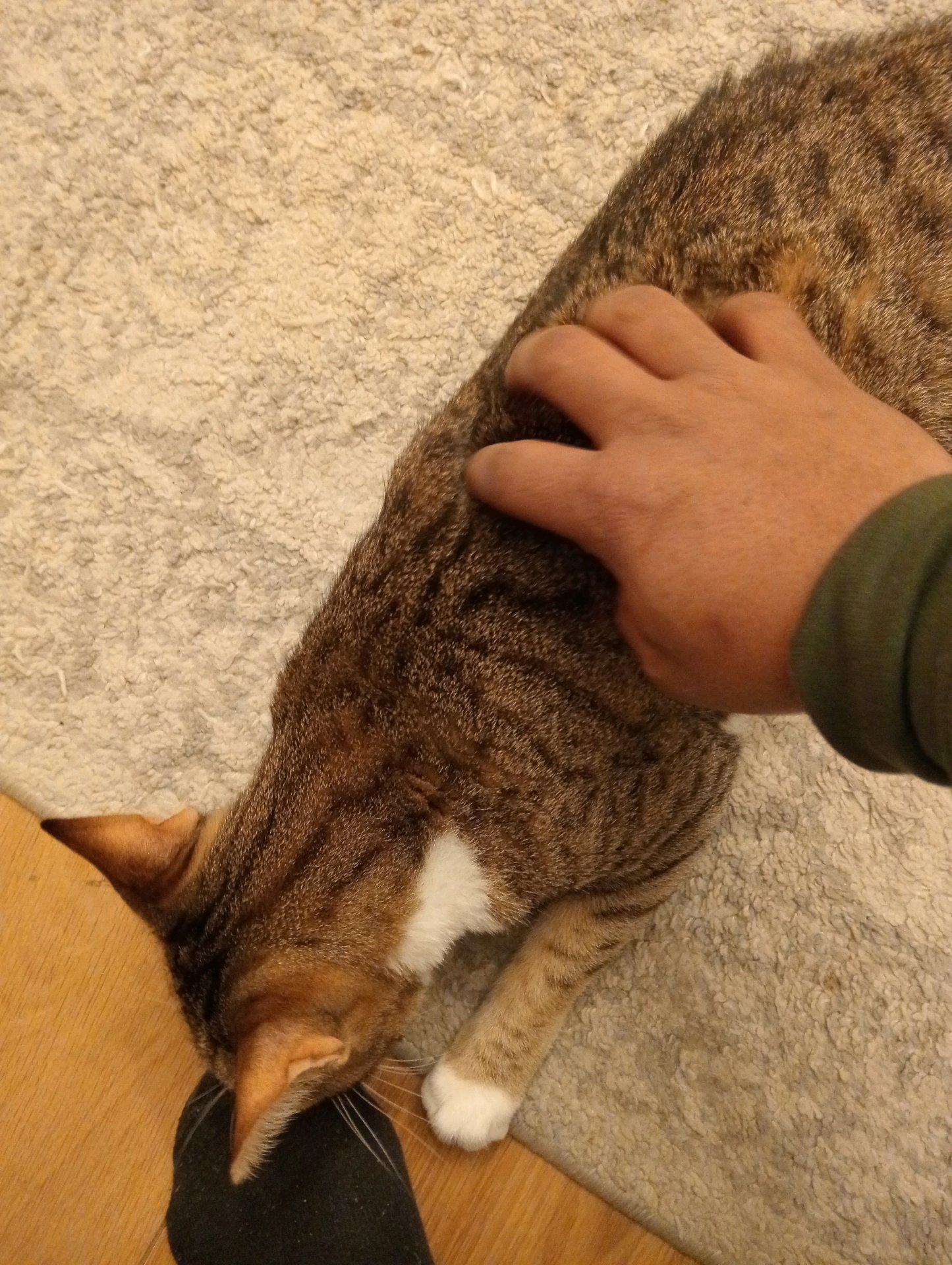 Luciano, pet sitter in Rotterdam, photo 5