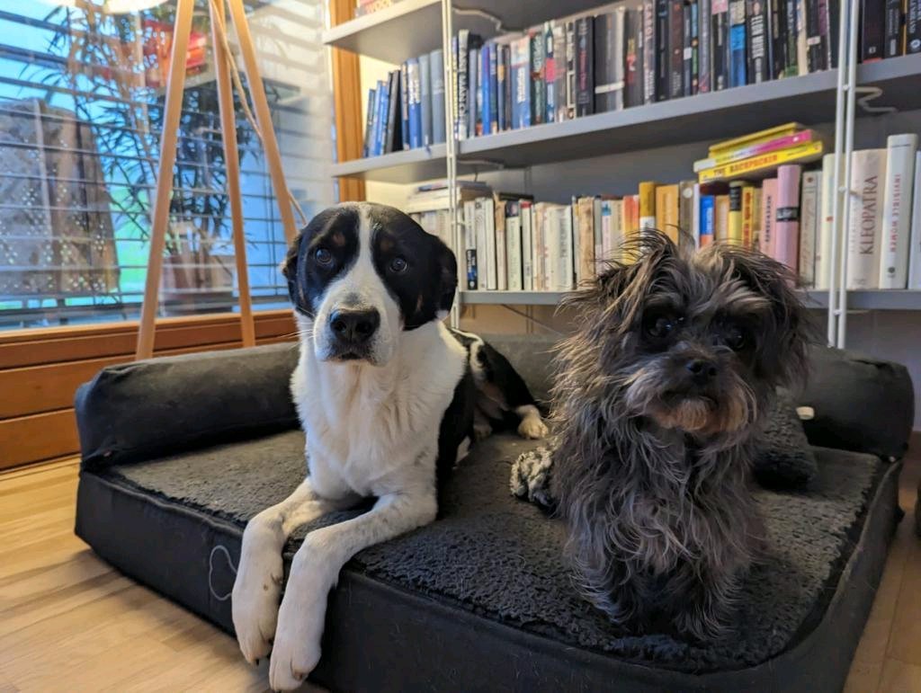 Berit & Shivara, pet sitter in Zaandam, photo 1