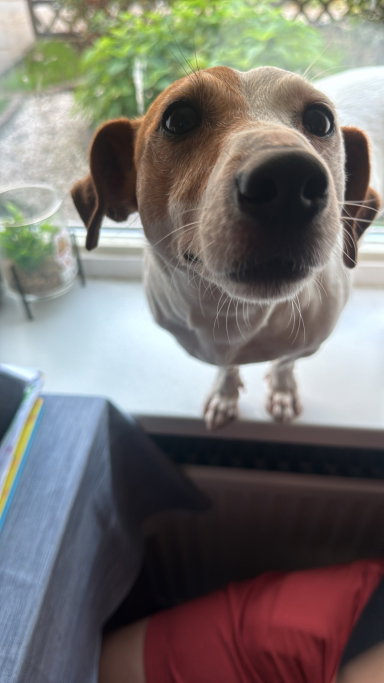 Kezia, pet sitter in IJmuiden, photo 5